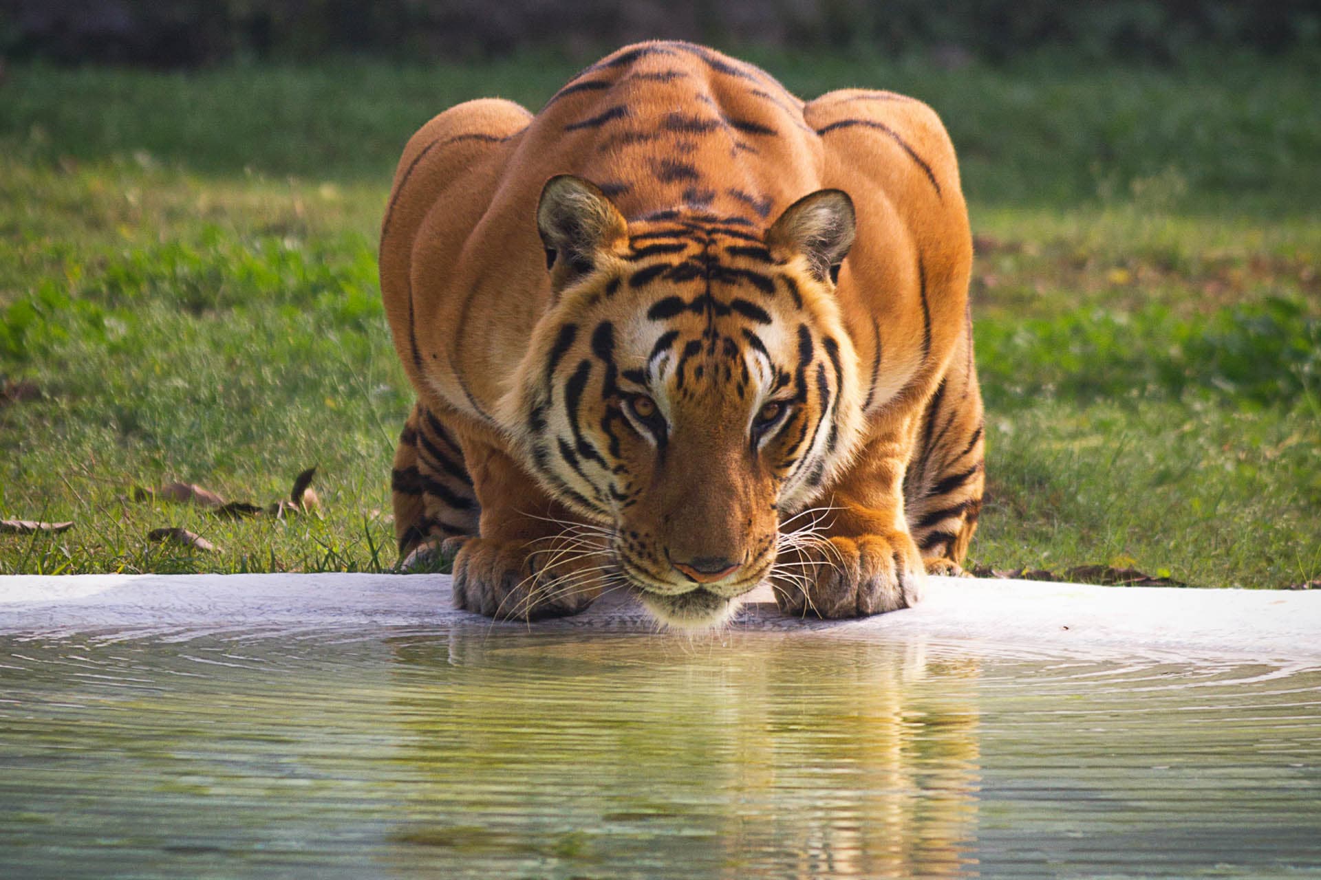 Wild Adventure Tigers